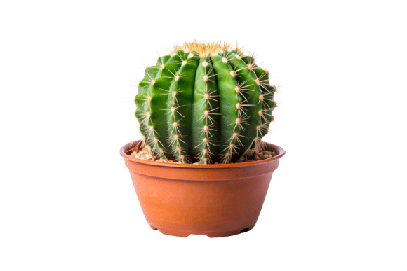 3D Cactus Terracotta Pot Clipart for Creative Design Projects
