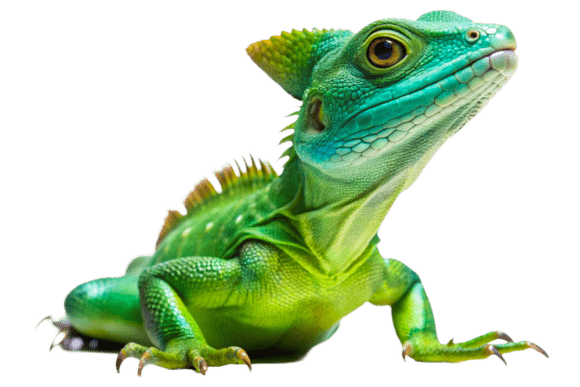 3D Wild Lizard Transparent PNG Files